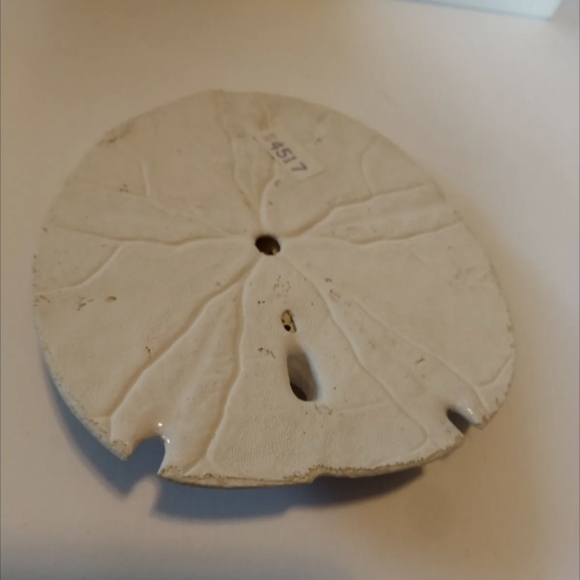 Sand Dollar Shell Bear Art Collectible - Picture 7 of 8